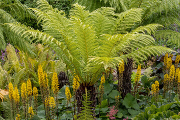 Dicksonia antarctica undeplanted with bright yellow Ligularia The Rocket