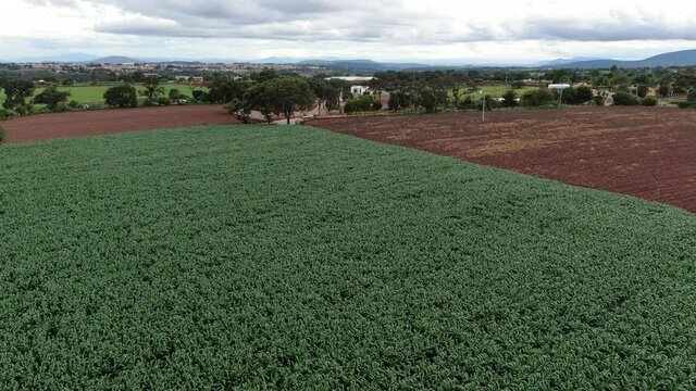 4K Horizontal videos about an agave field and sowing field, on mexican lands for tequila and meal production