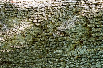 Tree Bark Seamless Texture Background