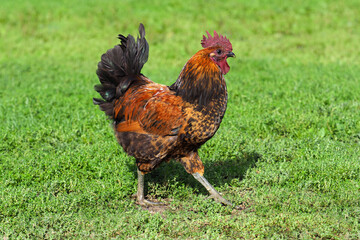 Naklejka na ściany i meble Araucana thoroughbred cock walks on the grass in the sunny summer day. Araucanas cock