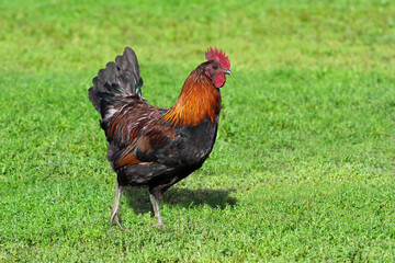 Naklejka na ściany i meble Araucanas cock. Araucana thoroughbred cock walks on the green grass in the sunny summer day