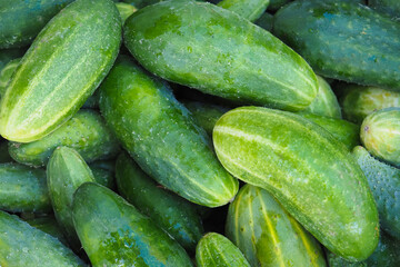 Cucumbers. Cucumber harvest background. Many green natural organic cucumbers, top view. Harvest on the market, food background