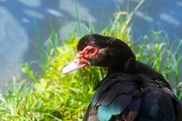 Dark muscovy duck or Cairina moschata on the shore of a pond, sunlight. Bragado or creole duck