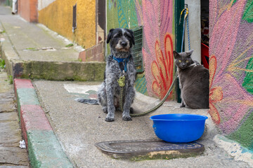 A dog and a cat at the Egipto district, Bogota, Colombia.