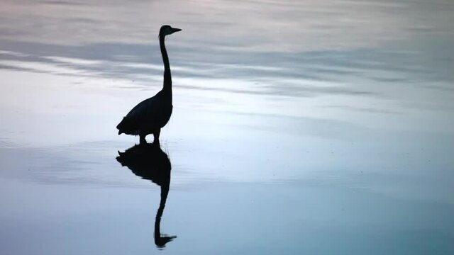 Panning A Heron In Silhouette Wading Through Shallow Lake Water And Then Taking Flight - British Columbia, Canada