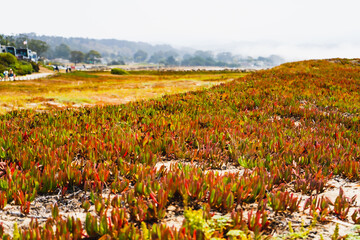 Half Moon Bay, California, HMB, West Coast beaches