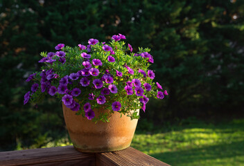 Pot of purple Calibrachoa in a clay pot in early morning light; copy space