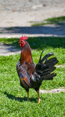Gallo
