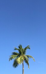 Fototapeta premium beautiful palm tree on the beach of Haiti