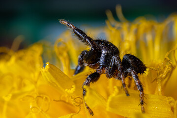 Jumping spider