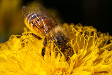 bee on yellow flower