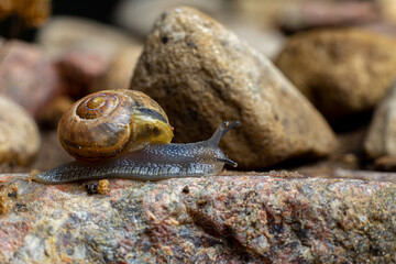 snail on a stone