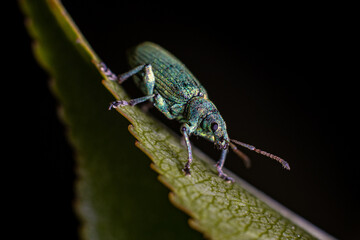 bug on a green leaf