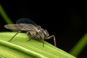 Greenfly on leaf