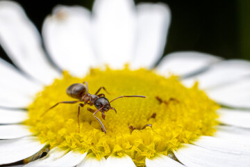 Ant on  flower