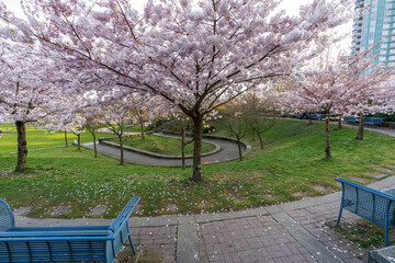David Lam Park in springtime season. Cherry trees flowers in full bloom. Vancouver, BC, Canada.