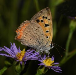 Lycaena phlaeas butterfly