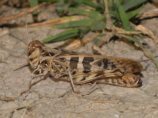 Grasshopper on the ground.