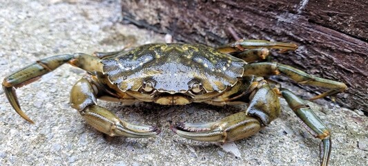 close up of crab