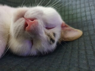 cat sleeping on the floor