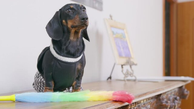 Funny small dachshund dog in maid costume with pp duster sits on vintage wooden mantelshelf in light room extreme close view
