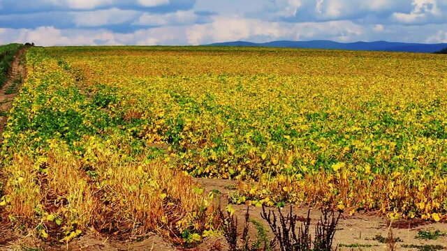 北海道の黄色く染まる小豆畑