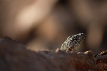 Lizard meditating 