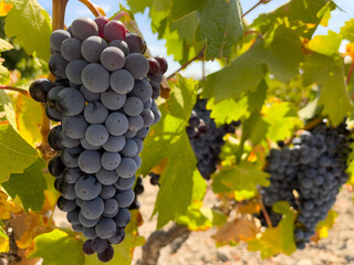 warm sunlight shining on close up of bunch of purple (red) wine grapes hanging from the vine in the vineyard