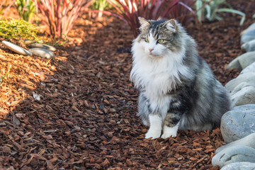 Naklejka na ściany i meble closeup of a longhair tabby cat sitting on bark mulch in formal garden