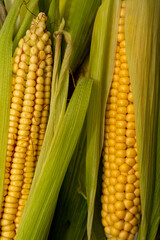 fresh sweet organic corn cobs close-up background