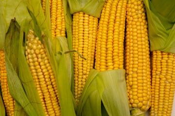 fresh sweet organic corn cobs close-up background