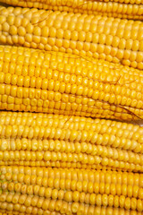 fresh sweet organic corn cobs close-up background