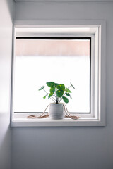 close-up of Chinese money plant in pot indoor by the window surrounded by white walls in minimalist composition
