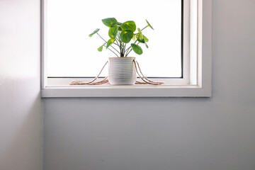 close-up of Chinese money plant in pot indoor by the window surrounded by white walls in minimalist composition