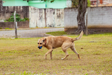 foto de cadela vira lata sem raça definida, feliz andando e brincando ao ar livre na grama do parque 