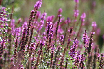 ミソハギ・桧原湖（福島県・北塩原村）