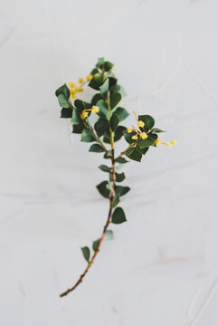 Native Australian Wattle Tree Branch With Yellow Flowers On White Background