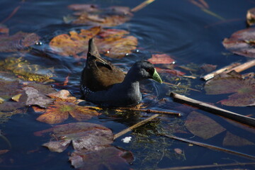 Aves