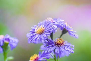 Alpine Aster in the Garden, Bokeh background, Soft Image