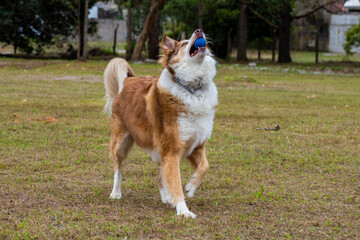 Imagens de cães felizes correndo e brincando na grama ao ar livre sem raça definida border collie 