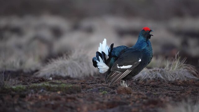 Black Grouse on spring bog ready for fighting, lekking. Spring colors of moors with black grouse, blackcock. Male Black Grouse lek game at sunrise. Lyrurus tetrix lekking in Estonia, Saaremaa swamp