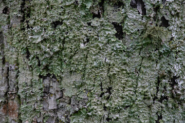Textura Natural