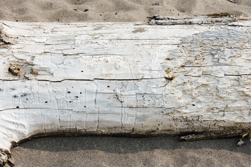 Sun bleached driftwood texture
