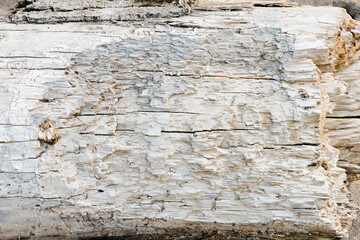 Sun bleached driftwood texture