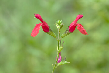 赤いチェリーセージの花
