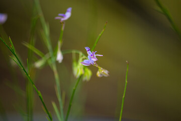 イトヒメハギ （糸姫萩、学名：Polygala tenuifolia） 生薬名：遠志（オンジ）