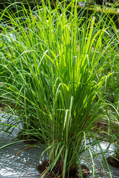 レモングラス（学名：Cymbopogon citratus）の全体像（ハーブ、精油原料）