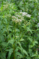 フジバカマ（藤袴、Eupatorium japonicum　生薬名：　ランソウ（蘭草）、日本、東京、秋