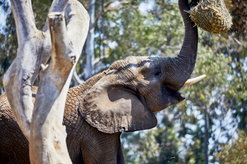 Elephant eating from a Hay Net