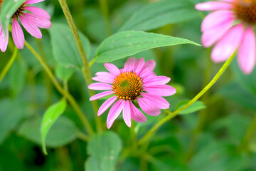 ピンクのエキナセアの花